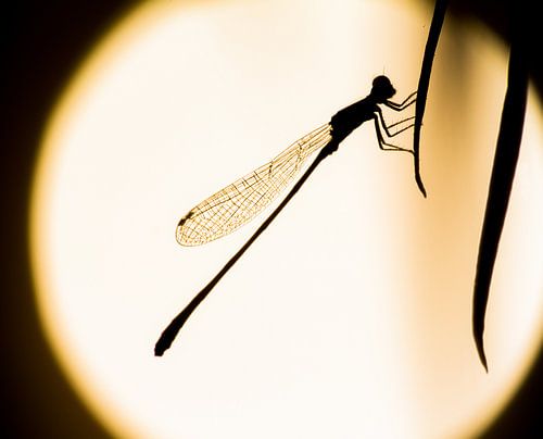 Waterjuffer maan silhouet