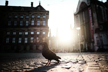 Duif op de Dam in Amsterdam