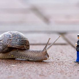 Snail's pace by Manja van der Heijden