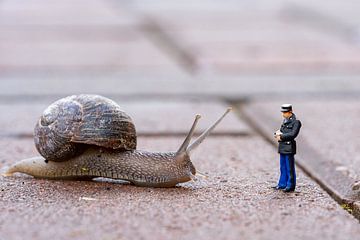 Snail's pace by Manja van der Heijden