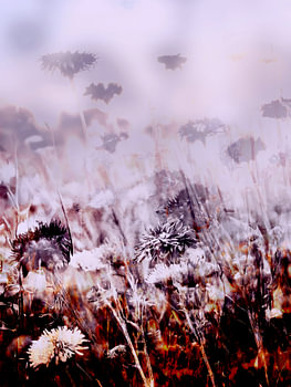 The Fields XXXVIII