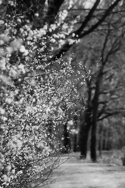 Spring by Rik Verslype