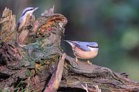 Nuthatch
