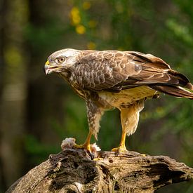 Buzzard with prey by Ron Buist