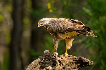 Buizerd met prooi van Ron Buist