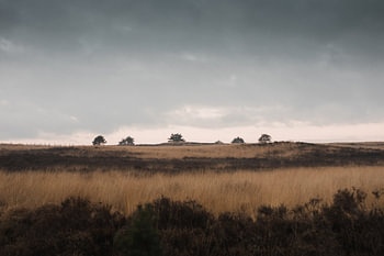 De bomen op de heuvel | De Veluwse heide