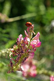 #13 Plantenmagie - Lieveheersbeestje van TW