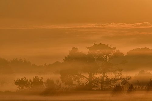 Mistige zonsopkomst op het Leersumse Veld