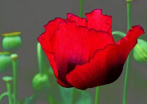 Roter Mohn