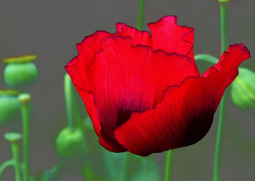 Red Poppy by Caroline Lichthart