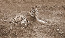 Sibirischer Tiger in Sepia.