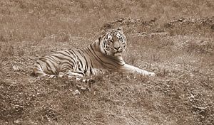 Sibirischer Tiger in Sepia.
