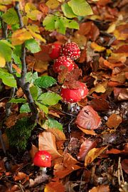Märchenhafter Fliegenpilz von Thomas Jäger