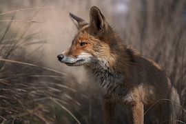 Vos in de duinen van Zuid Holland van Jolanda Aalbers
