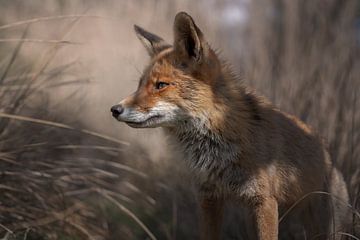 Vos in de duinen van Zuid Holland