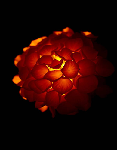 « Ember Hydrangea VII »