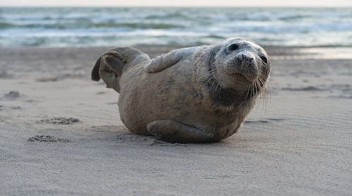 Seal