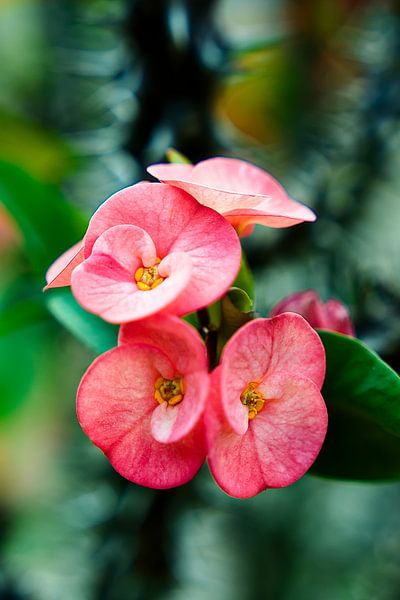 Floral harmony at the foot of the sacred Javanese stones by Frank Photos