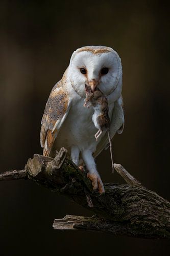 Barn owl, Tyto Alba