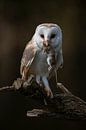 Barn owl, Tyto Alba by Gert Hilbink thumbnail