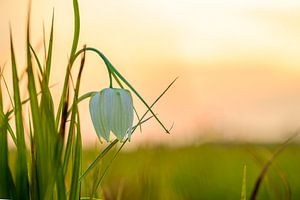 Die Schachblume auf einer Wiese während eines schönen Frühlings-Sonnenuntergangs