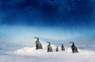 Die Pinguinfamilie auf dem Weg von Heike Hultsch Miniaturansicht