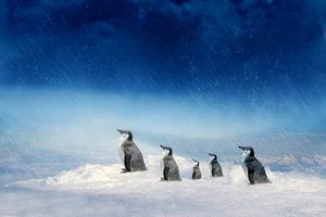 Die Pinguinfamilie auf dem Weg