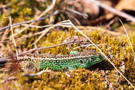Zauneidechse im Naturschutzgebiet 't Leesten auf der Veluwe von Merijn Loch