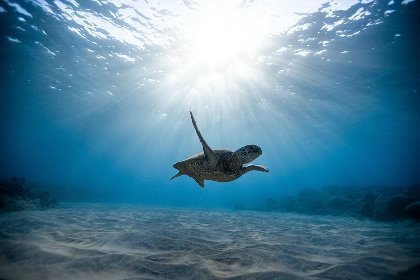 Sous la mer par Hello Pompoyo