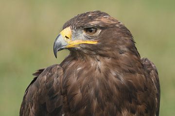 Steppearend (Aquila nipalensis) van Ronald Pol