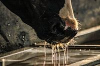 Drinking cow