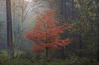 Red beech in misty forest landscape