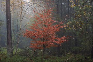 Hêtre rouge dans un paysage forestier brumeux sur Ate de Vries