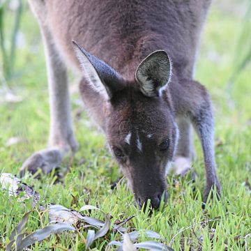 Westliches Graues Riesenkänguru (Macropus fuliginosus) von Rini Kools