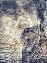 In your eyes by Gitta Reiszner thumbnail
