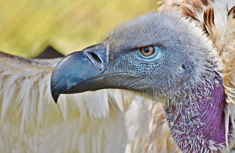 Porträt mit einem grossen Kapgeier von Werner Lehmann