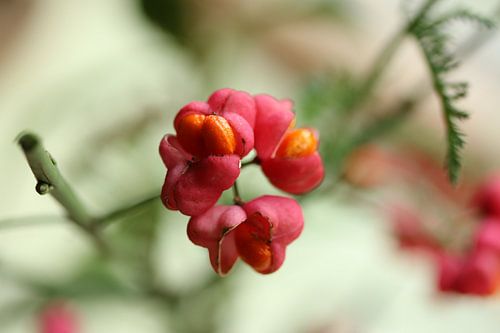 Cardinal's hat in bright light