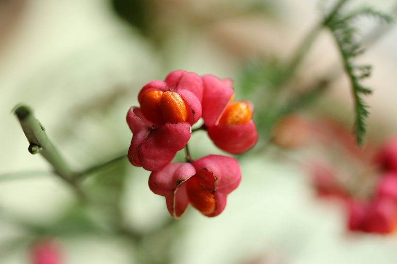 Cardinal's hat in bright light by Pim van der Horst