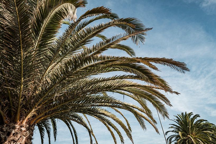 Palmier Albufeira Tropical Curl contre ciel bleu par Femke Ketelaar