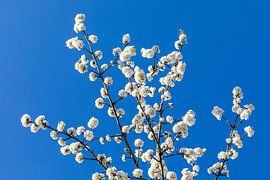 Arbre fruitier en fleurs au printemps en Allemagne sur Werner Dieterich