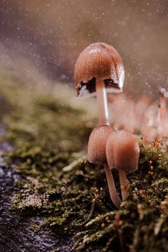 Fanon sur van Veen Allround Photography