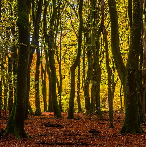 De magie van het Speulderbos