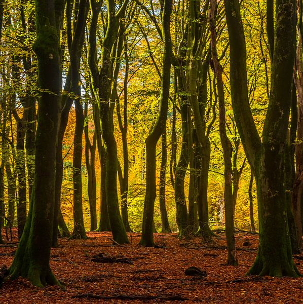 La magie des Speulderbos par Eelke Brandsma