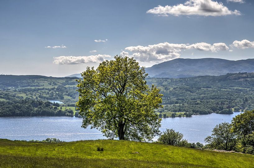 De boom en het meer van Frans Blok