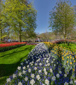 Blumenzwiebelgarten und Park De Keukenhof, Lisse, , Südholland, Niederlande,