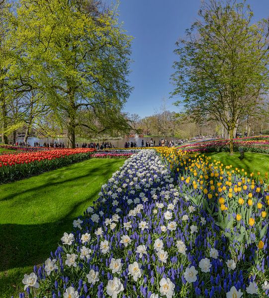 Jardin de bulbes à fleurs et parc De Keukenhof, Lisse, , Hollande méridionale, Pays-Bas, par Rene van der Meer