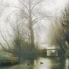 fog in the polder by Yvonne Blokland
