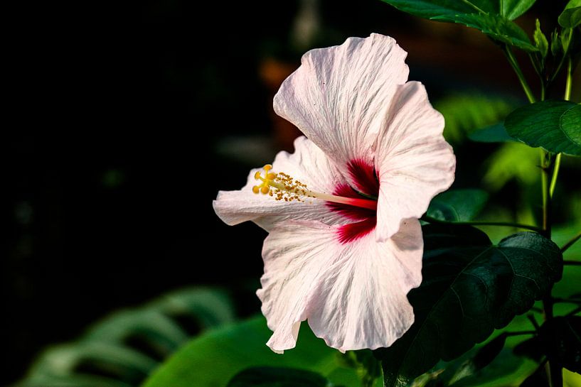 Bloeiende plant by STEVEN VAN DER GEEST