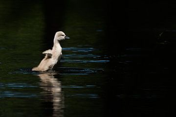 Junger Höckerschwan von Danny Slijfer Natuurfotografie