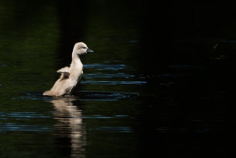 Young Mute Swan by Danny Slijfer Natuurfotografie